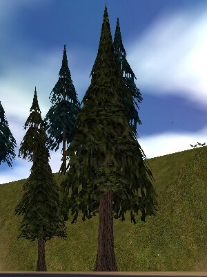 File:Fir Tree Live.jpg