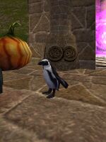 Pet Penguin