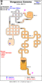 Thumbnail for version as of 13:12, 15 August 2026